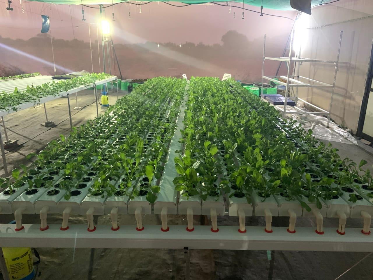 How much does it cost to set up a Hydroponic NFT Farm in 1 Acre in India